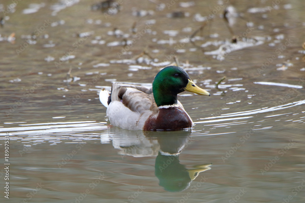 Male Mallard duck swimming creating ripples in shallow water