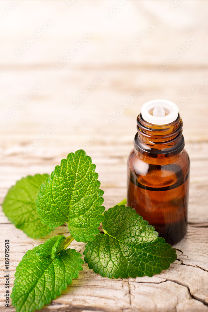 lemon balm essential oil in the bottle, with fresh leaves lemon balm essential oil in the bottle, with fresh leaves
