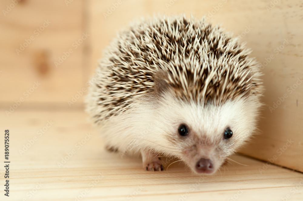 Obraz premium Hedgehog