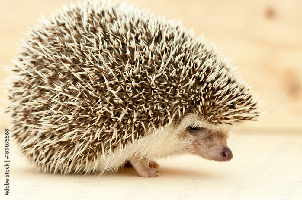 Obraz premium Hedgehog