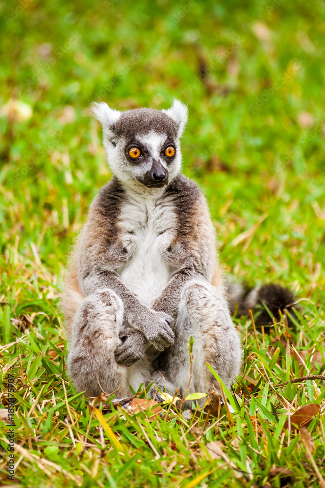Fototapeta premium Male Lemur Catta