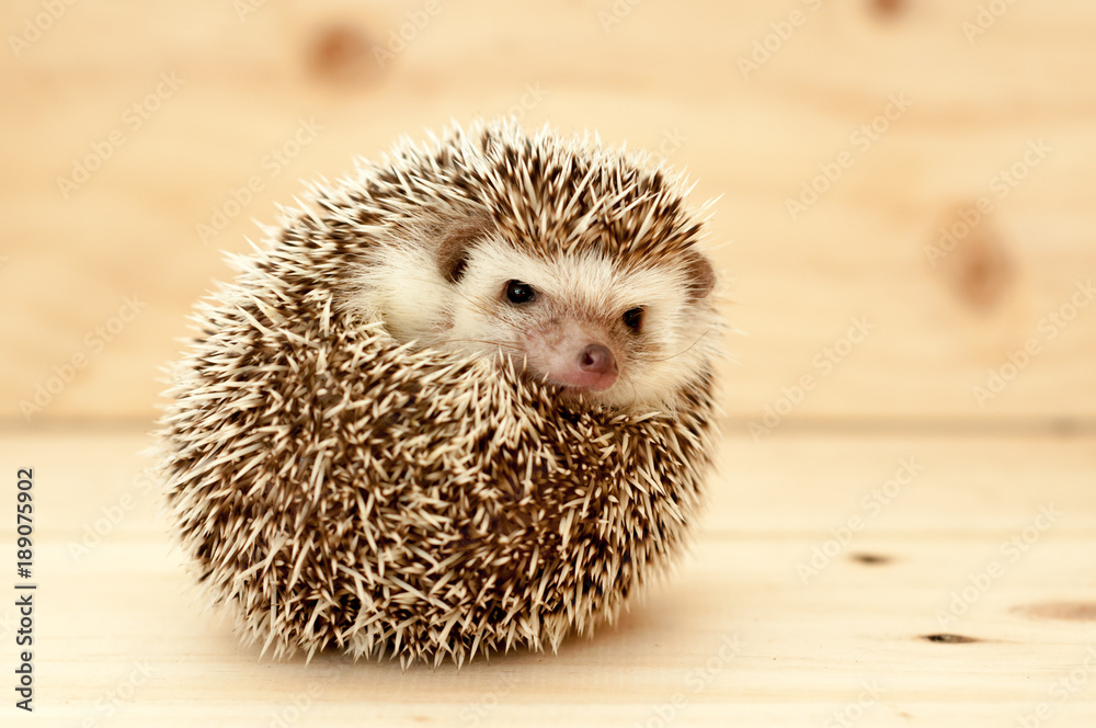 Hedgehog
