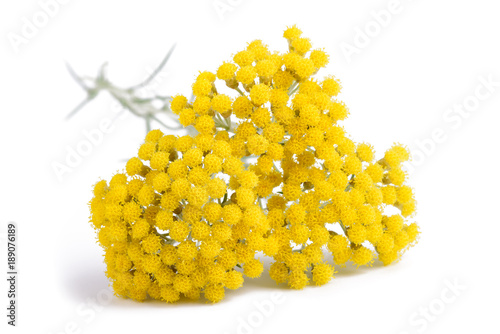 Yellow helichrysum flowers photo