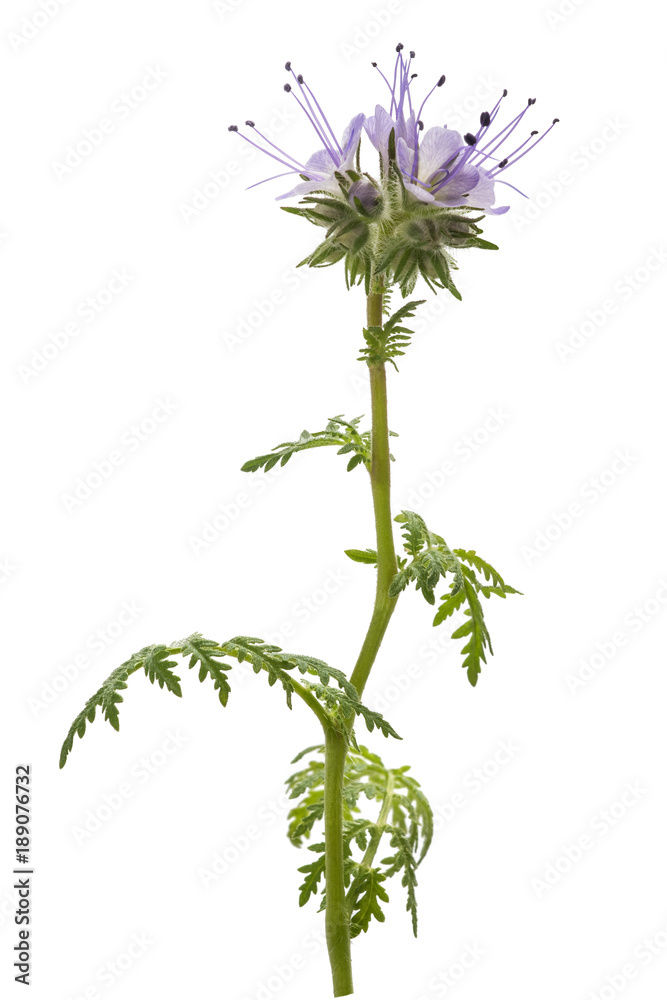 custom made wallpaper toronto digitallacy phacelia ( phacelia tanacetifolia)