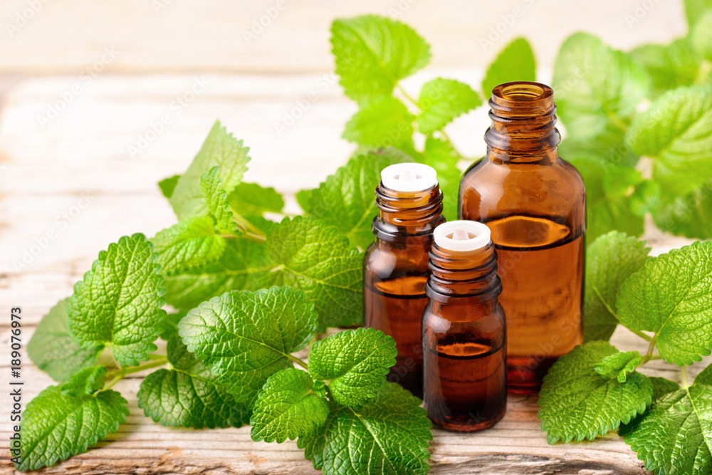 lemon balm essential oil in the bottle, with fresh leaves lemon balm essential oil in the bottle, with fresh leaves