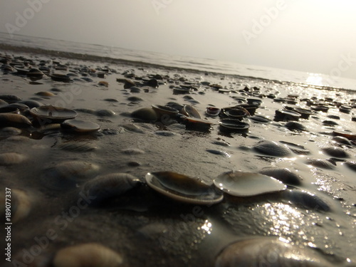 Adriatic shells