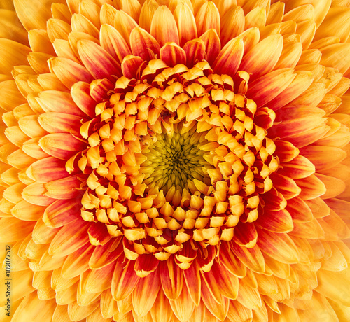 Gerbera flower closeup. many petals