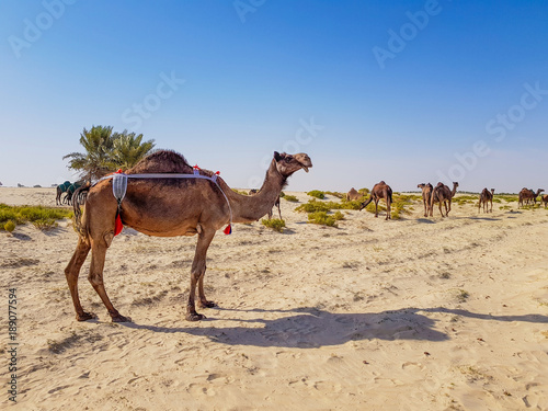 Camel in desert of Saudi Arabia © JRP Studio