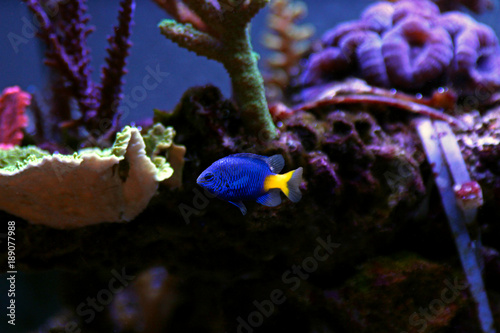 Yellow-tail damsel fish in reef tank