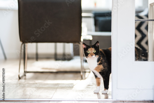 Cat standing in a living room  photo