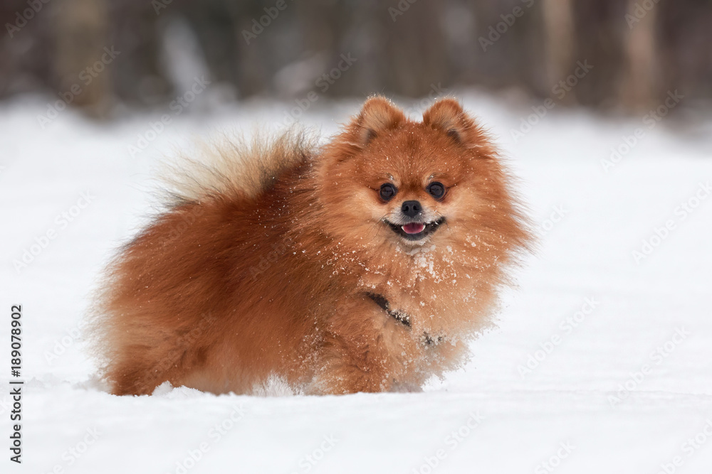Pomeranian spitz in winter day Pomeranian spitz in winter day