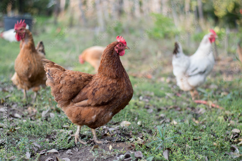 Chickens in the garden Chickens in the garden