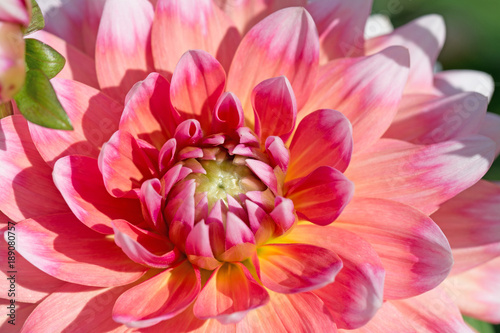 Fototapeta Naklejka Na Ścianę i Meble -  Dahlie, Dahlia