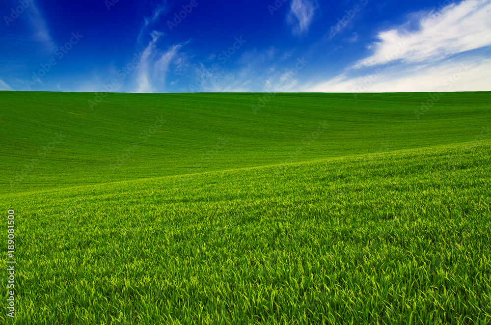 Obraz premium Abstract natural idyllic background with green grass and cloudy blue sky