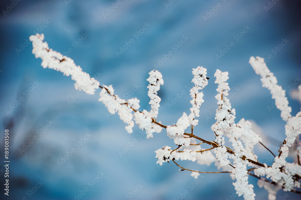 winter landscape with a rich snowflake