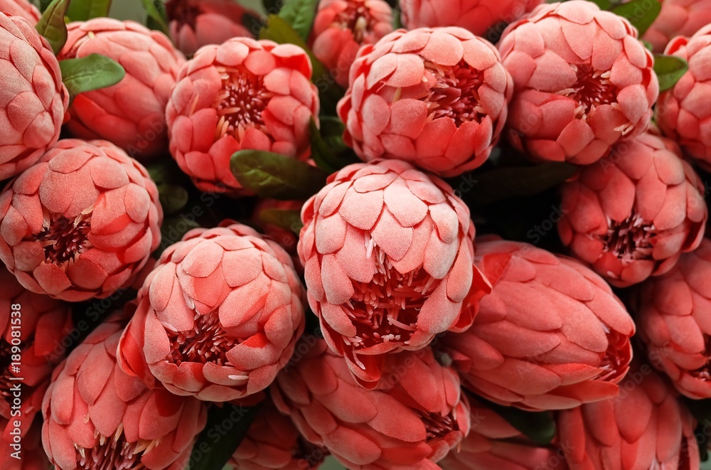 Fototapeta premium Background of Red Artificial Protea Aristata Flowers