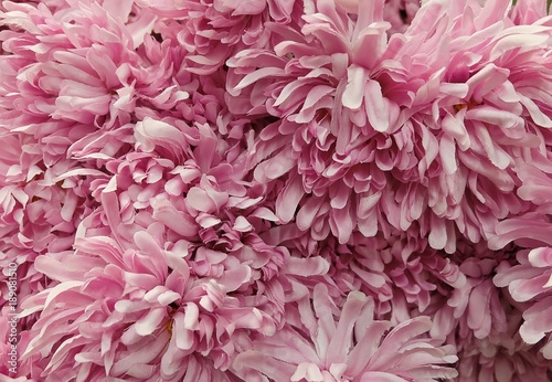 Background of Artificial Pink Chrysanthemum Flowers © arayabandit