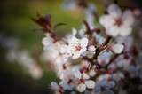 Fruit tree blossoms background. Blur. Selective focus and shallow depth of field. Vignette
