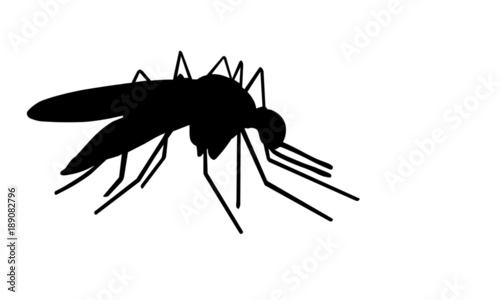 Mosquito © Stefanina