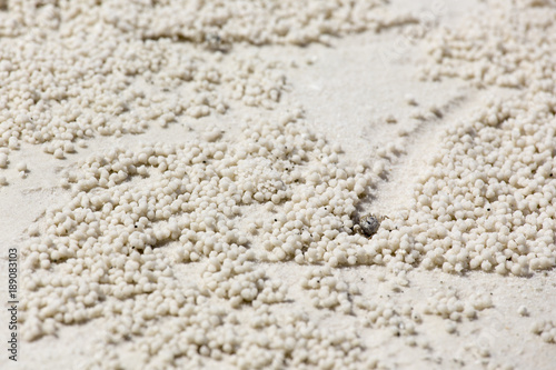 beach crab markings