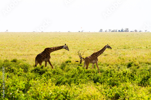 The giraffe  Giraffa   genus of African even-toed ungulate mammals  the tallest living terrestrial animals and the largest ruminants  part the Big Five game animals in Serengeti  Tanzania