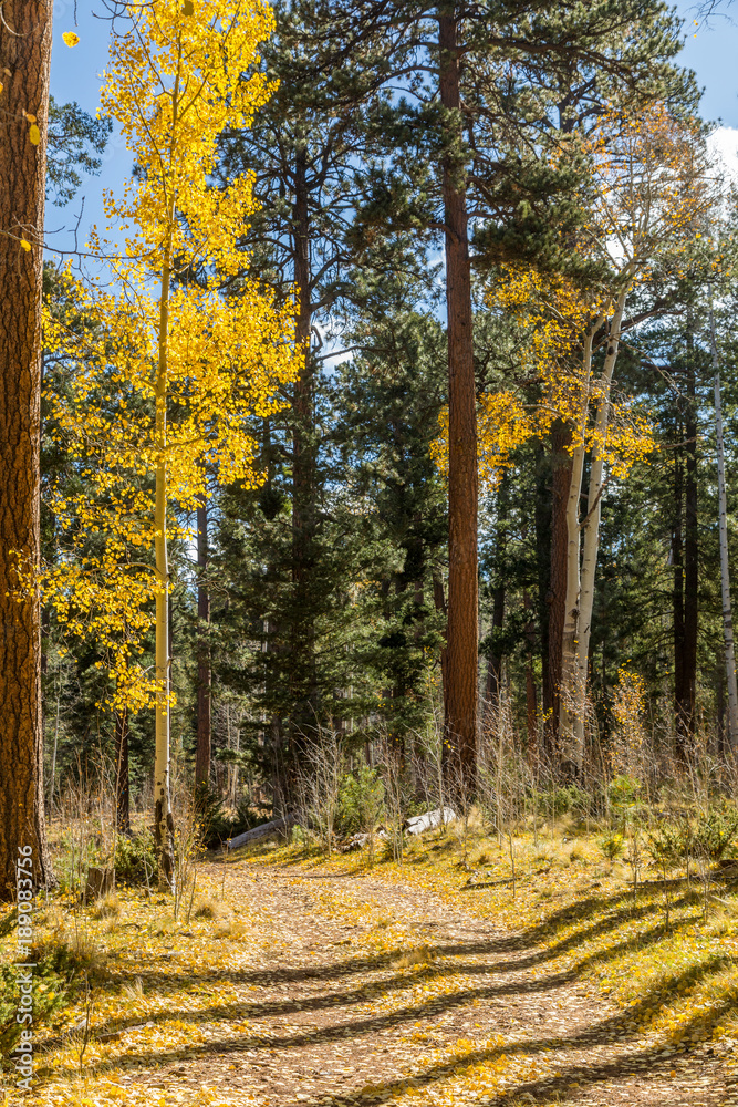 Aspen Trees in the White Mountains Arizona in Autumn