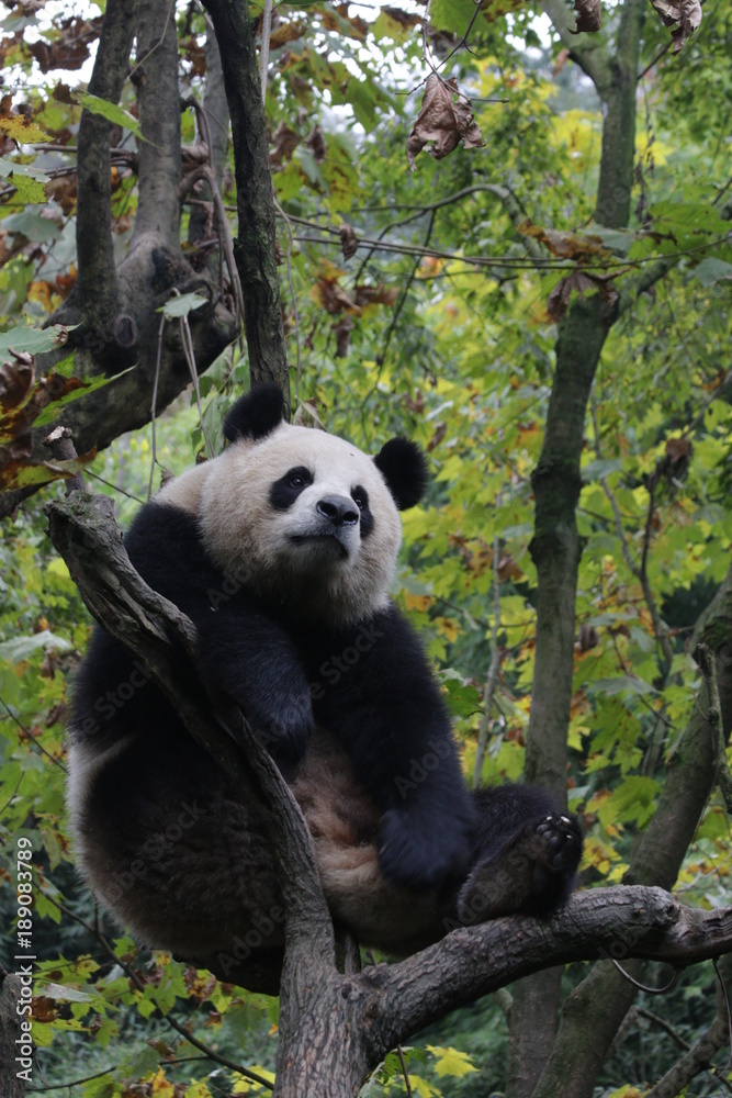 Fototapeta premium Fluffy Playful Giant Panda in China
