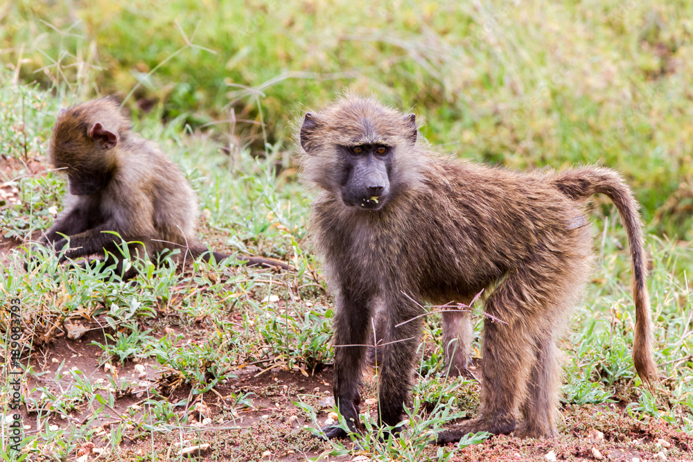 Fototapeta premium Vervet monkey (Chlorocebus pygerythrus), small, black faced monkey with a greenish-olive or silvery-gray body in Serengeti, Tanzanian national park in the Serengeti ecosystem in the Mara.