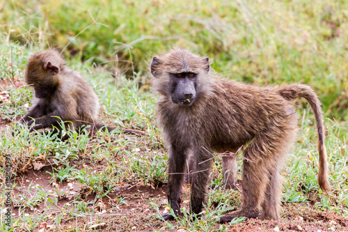 Vervet monkey (Chlorocebus pygerythrus), small, black faced monkey with a greenish-olive or silvery-gray body in Serengeti, Tanzanian national park in the Serengeti ecosystem in the Mara.