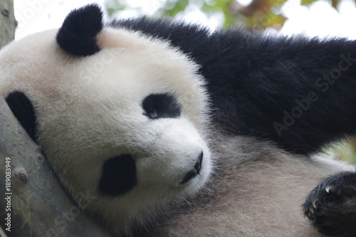 Fototapeta Naklejka Na Ścianę i Meble -  Close-up Sleeping Giant Panda ,China