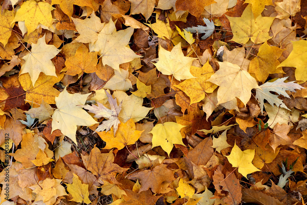 Yellow and brown autumn leaves on the ground Yellow and brown autumn leaves on the ground