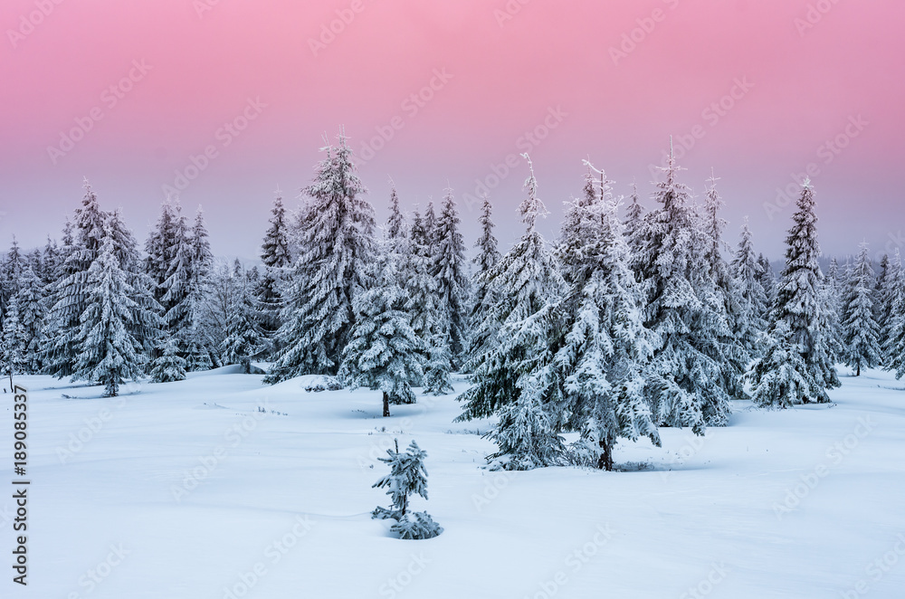 Winter forest in Beskidy mountains, Poland Winter forest in Beskidy mountains, Poland