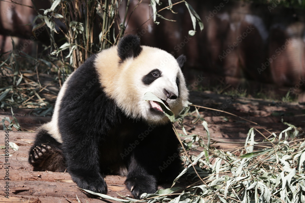 Obraz premium Fluffy Little Giant Panda , Chengdu Panda Base,China