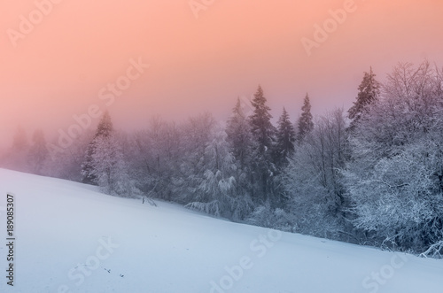 Winter forest in Beskidy mountains, Poland © tomeyk