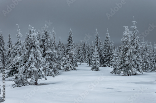 Winter forest in snowy Beskidy mountains, Poland