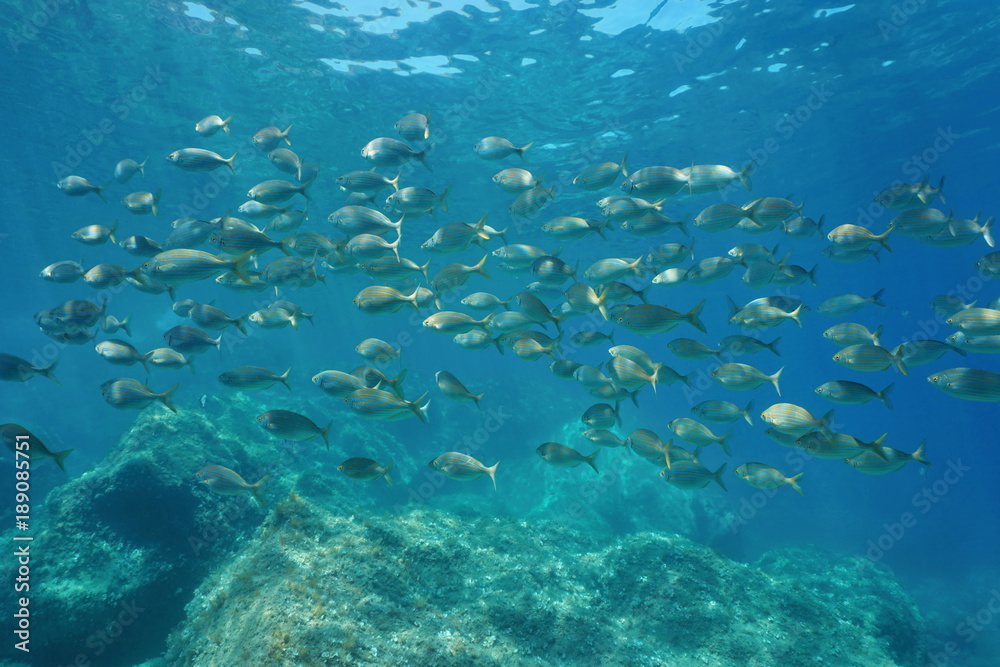 School of fish seabreams, salema porgy, Sarpa salpa, underwater in the Mediterranean sea, Costa Brava, Catalonia, Spain