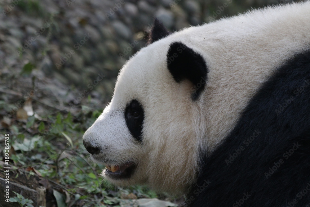 Close-up Giant Panda's Face, Chengdu Panda Base Close-up Giant Panda's Face, Chengdu Panda Base