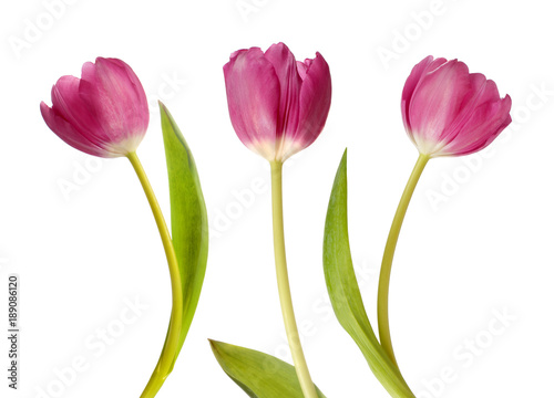 Fototapeta Naklejka Na Ścianę i Meble -  Three pink tulips