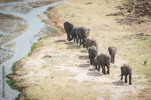 elephants in line