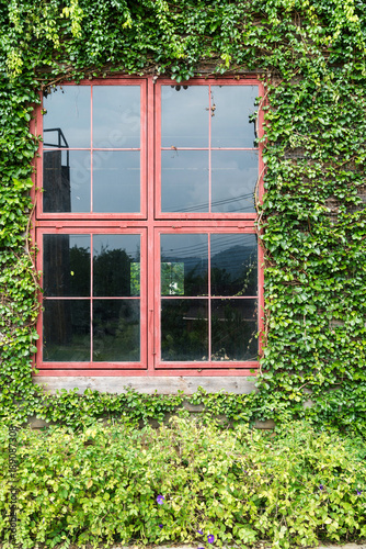 Fresh evergreen foliage trees surrounding red window frame and ivy covered wall vintage house