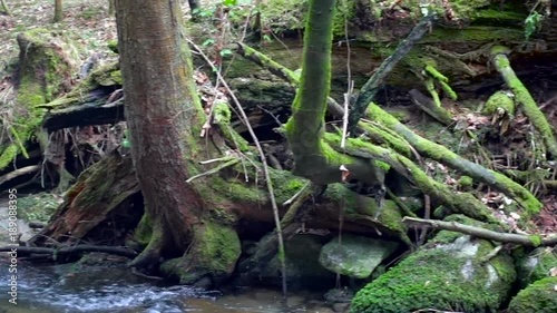 Large fallen trunk of spruce, fir in the woods, Maroltova jelka, mountain river, stream, creek with rapids photo