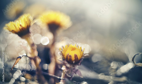 Bild auf Leinwand Yellow flowers coltsfoot (tussilago farfara) close up.