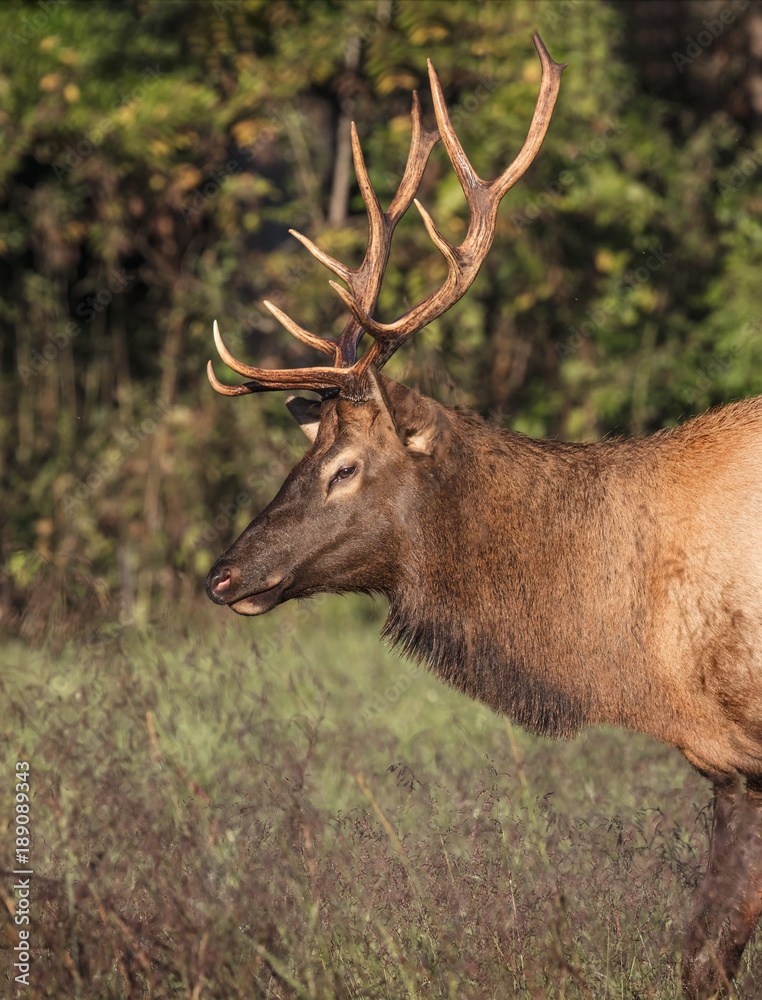 Elk Elk