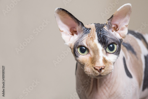 Obraz na plátně Sphynx cat. Brown cat