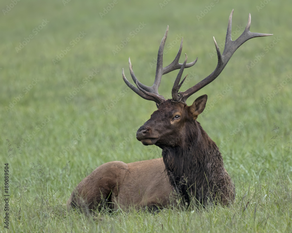 Elk Elk