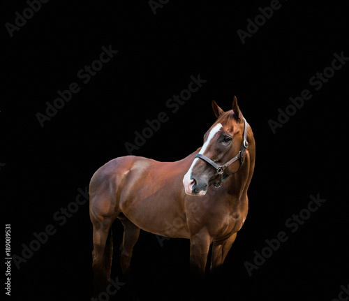 Portrait of Chestnut Horse