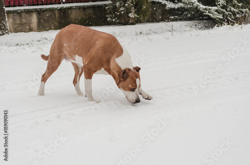 cute Stafford terrier in cold winter falling snow