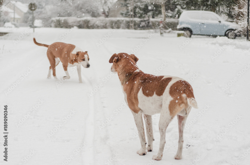 pair of terrier dogs outdoor in snow winter, dogs in fresh falling snow pair of terrier dogs outdoor in snow winter, dogs in fresh falling snow