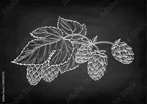 Chalk sketch of hops.
