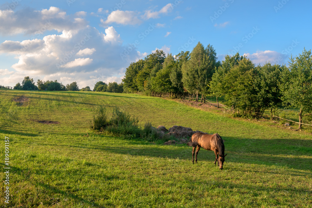 Summer pasture with horse, green fields and blue sky. Summer pasture with horse, green fields and blue sky.